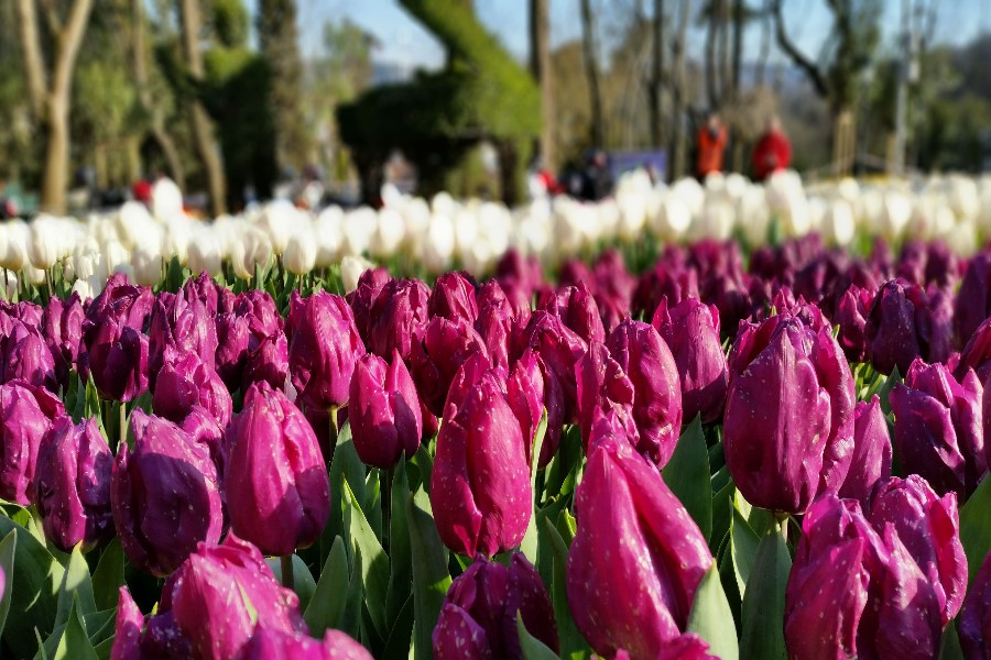 Istanbul Tulip Festival